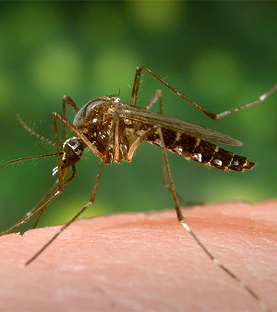 How To Stay Safe From Zika Virus